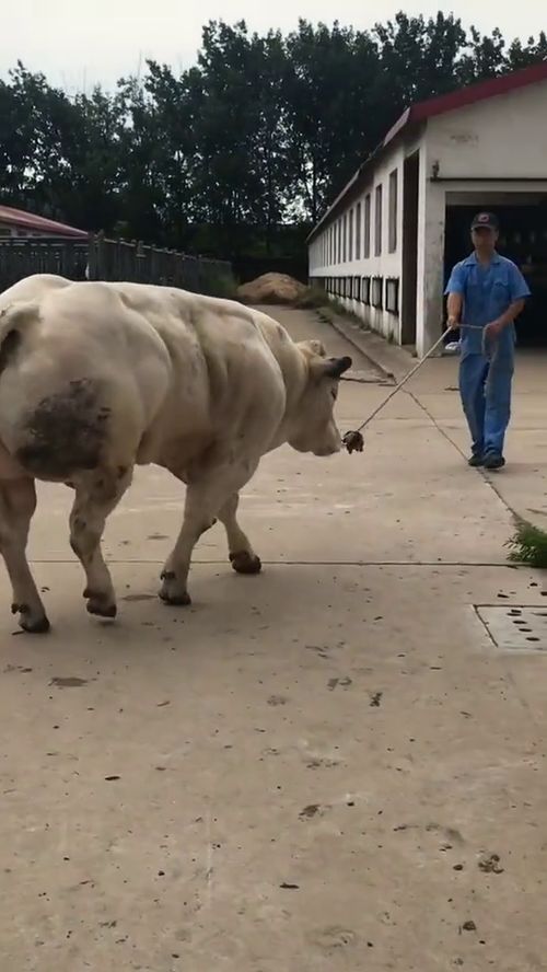 主人说它有1500斤 网友 这是练过健身的牛
