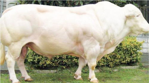 史上最强壮的牛,靠吃草也能长肌肉,这牛肉多少钱一斤