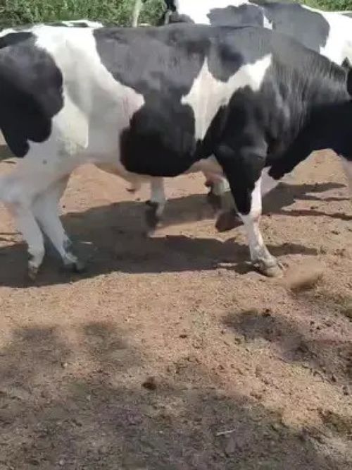 家畜 农村动物 动物随手拍 马 牛