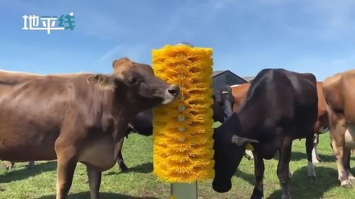 英国一农场给牛群定制了一个巨型挠痒刷 据说能让100多头牛非常快乐