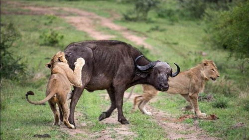 水牛竟然攻击狮子 太意外了,这头牛是疯了吗