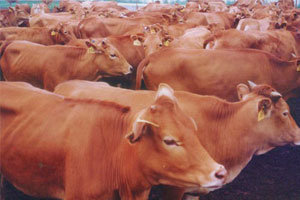牛产品查询-机电之家网